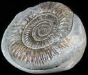 Dactylioceras Ammonite Stand Up - England #46565-1